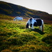 wild horses by cam365pix