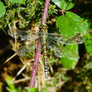 17th Oct 2023 - southern hawker dragonfly