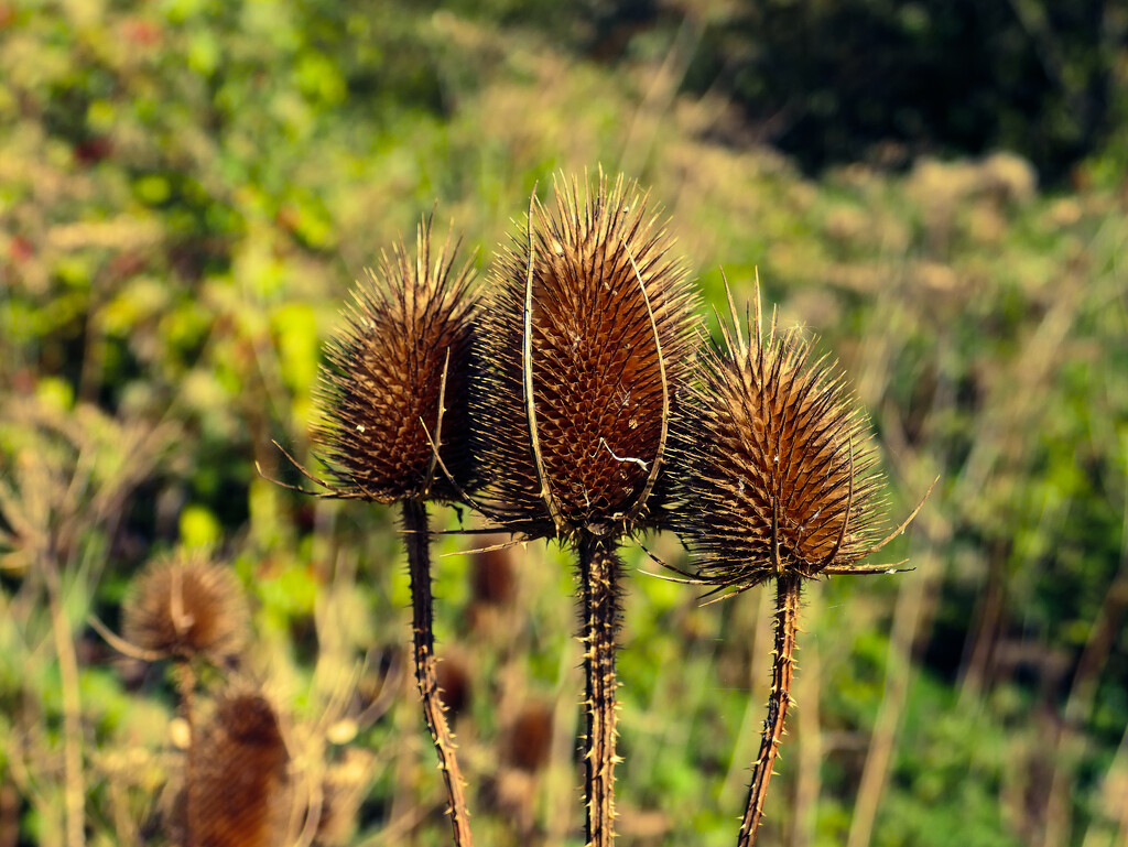 autumn thistle by cam365pix