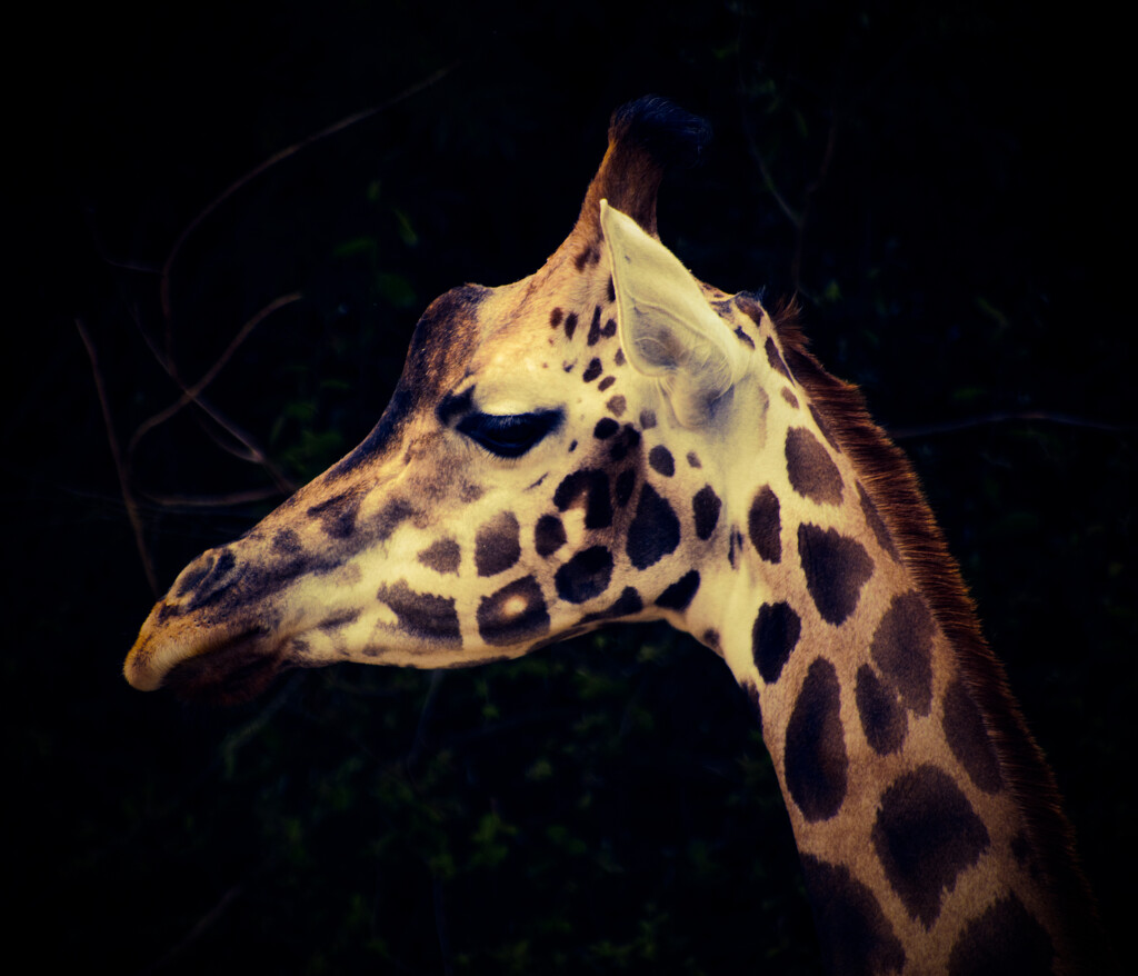 giraffe by cam365pix