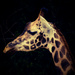 giraffe by cam365pix