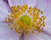 20th Oct 2023 - Heart of an Anemone
