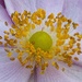 Heart of an Anemone by fishers