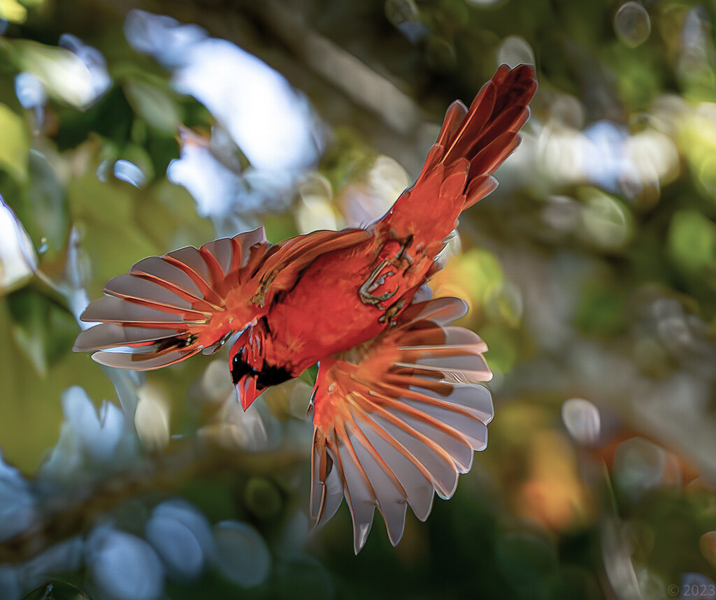 A Cardinal “Seen” by mtroscoe