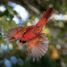 A Cardinal “Seen” by mtroscoe