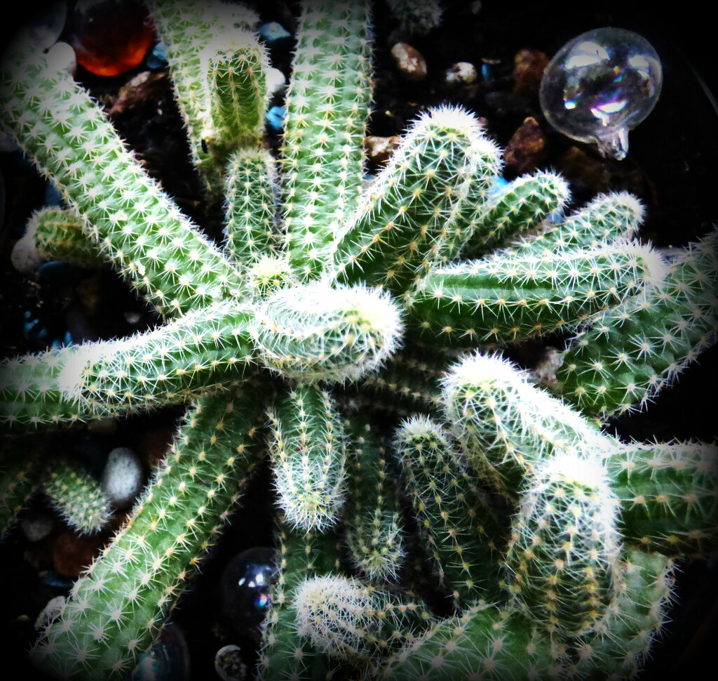 Cacti  by beryl