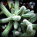 Cacti  by beryl