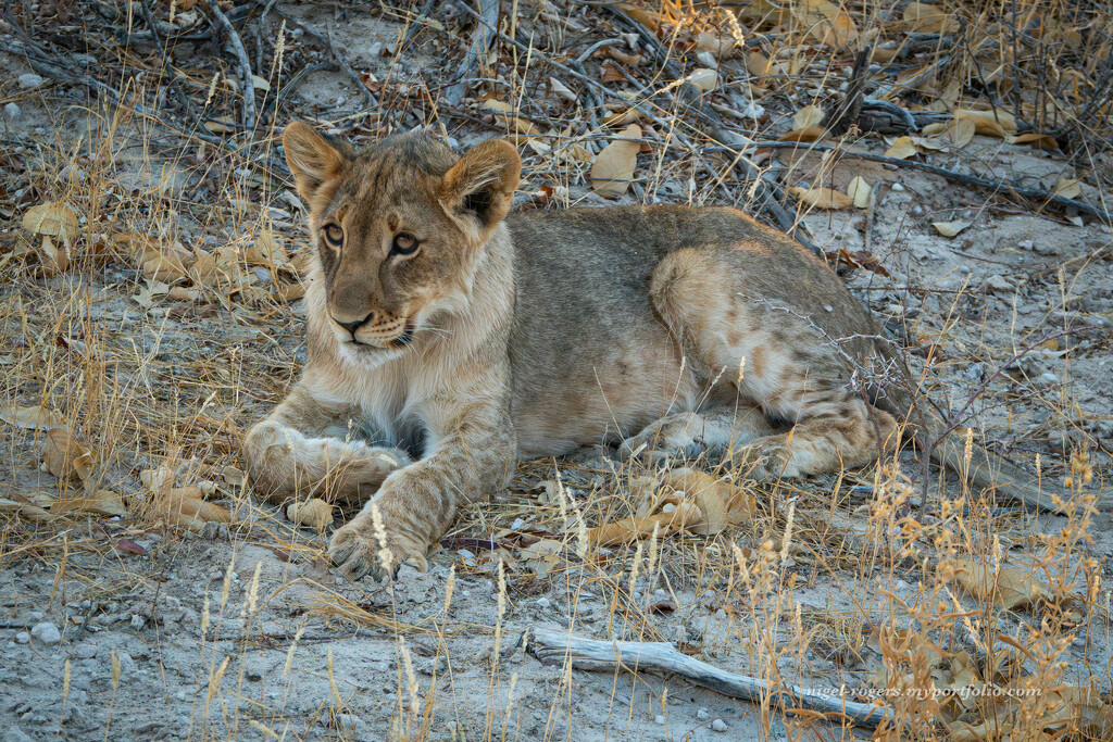 Lion Cub by nigelrogers