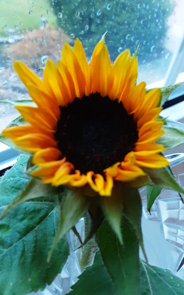 Sunflower on a cold, windy rainy Friday.  by grace55