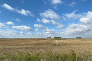 20th Oct 2023 - Empty corn fields