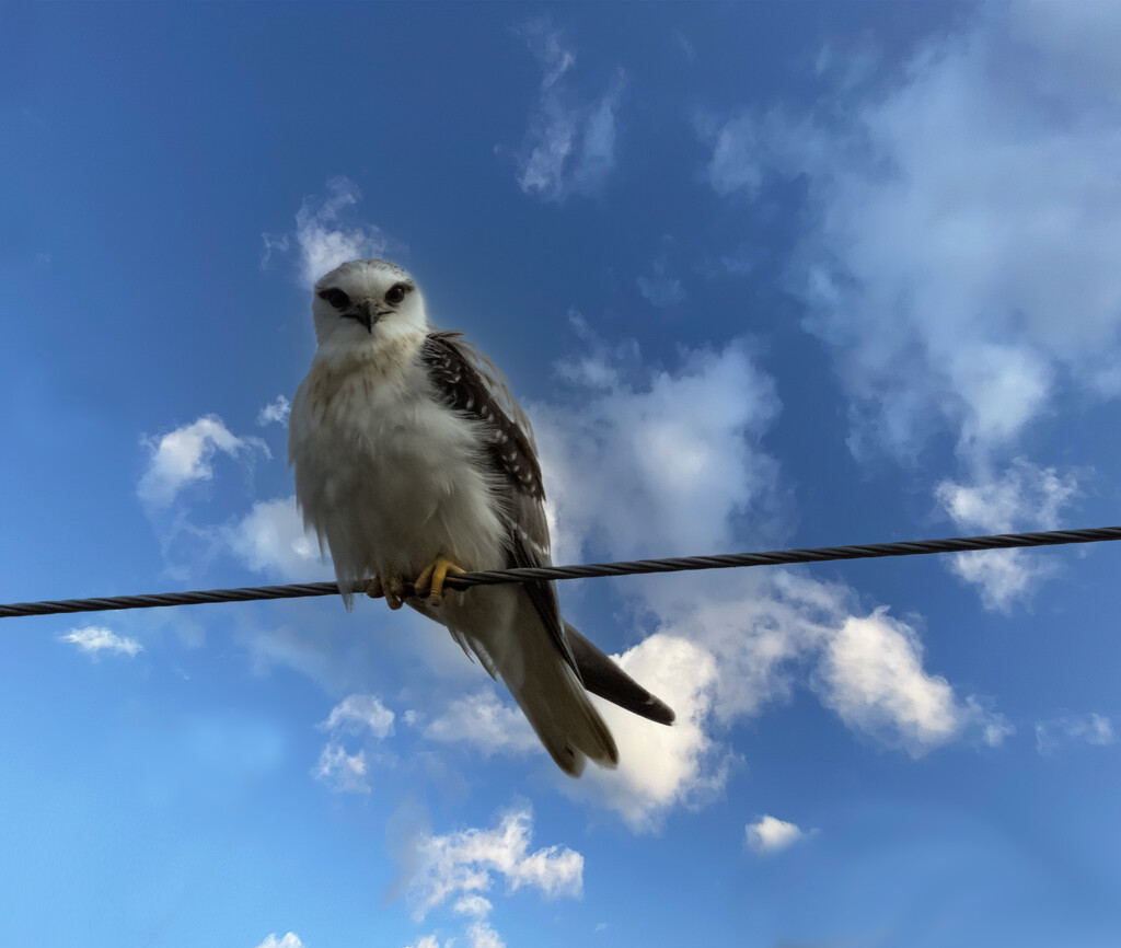 black shouldered kite by koalagardens