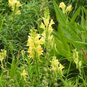 1st Oct 2023 - Yellow Toadflax