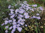 3rd Oct 2023 - Asters