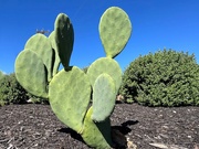 20th Oct 2023 - Thornless Prickly Pear Cactus 