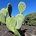 Thornless Prickly Pear Cactus  by dkellogg