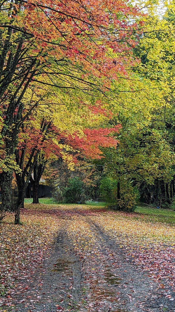 Autumn Driveway by julie