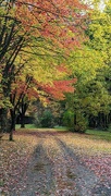 20th Oct 2023 - Autumn Driveway