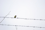 18th Oct 2023 - Anna's Hummingbird on Barb