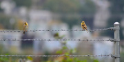 12th Oct 2023 - Goldfinches