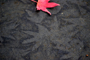 15th Oct 2023 - Leaf Stains