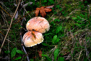 13th Oct 2023 - Mushrooms