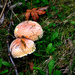 Mushrooms by stephomy