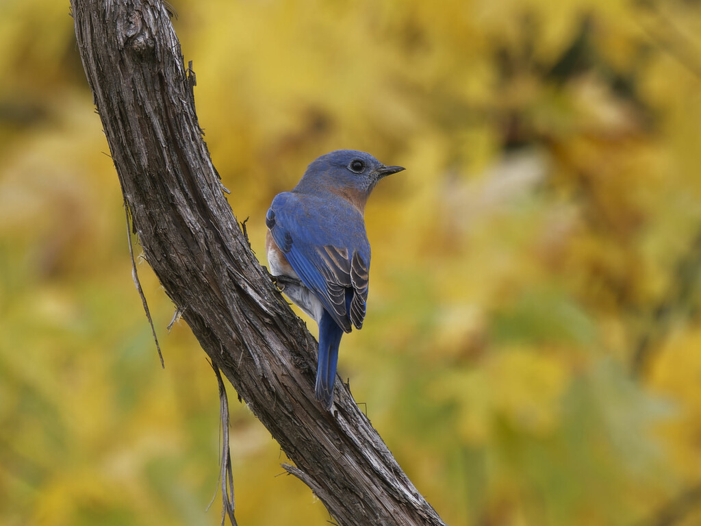 Eastern bluebird  by rminer