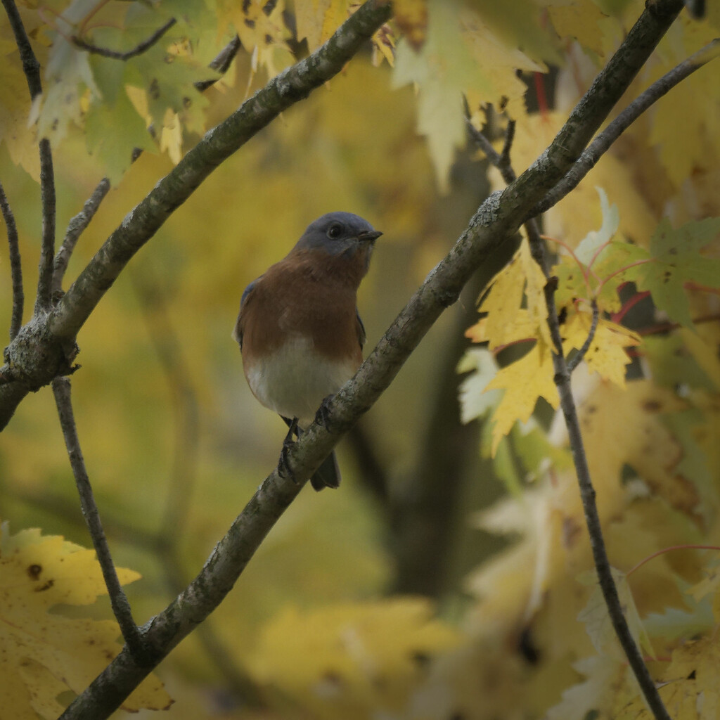 Eastern bluebird vignetting by rminer