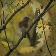 20th Oct 2023 - Eastern bluebird vignetting