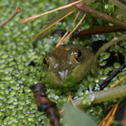 20th Oct 2023 - American bullfrog 