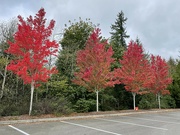 20th Oct 2023 - Fall colors