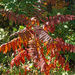 Fall sumac by larrysphotos