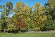 20th Oct 2023 - Fall trees at the lake