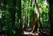 21st Oct 2023 - Tall Trees ... A Walk Through The Bush ~ .