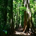 Tall Trees ... A Walk Through The Bush ~ . by happysnaps