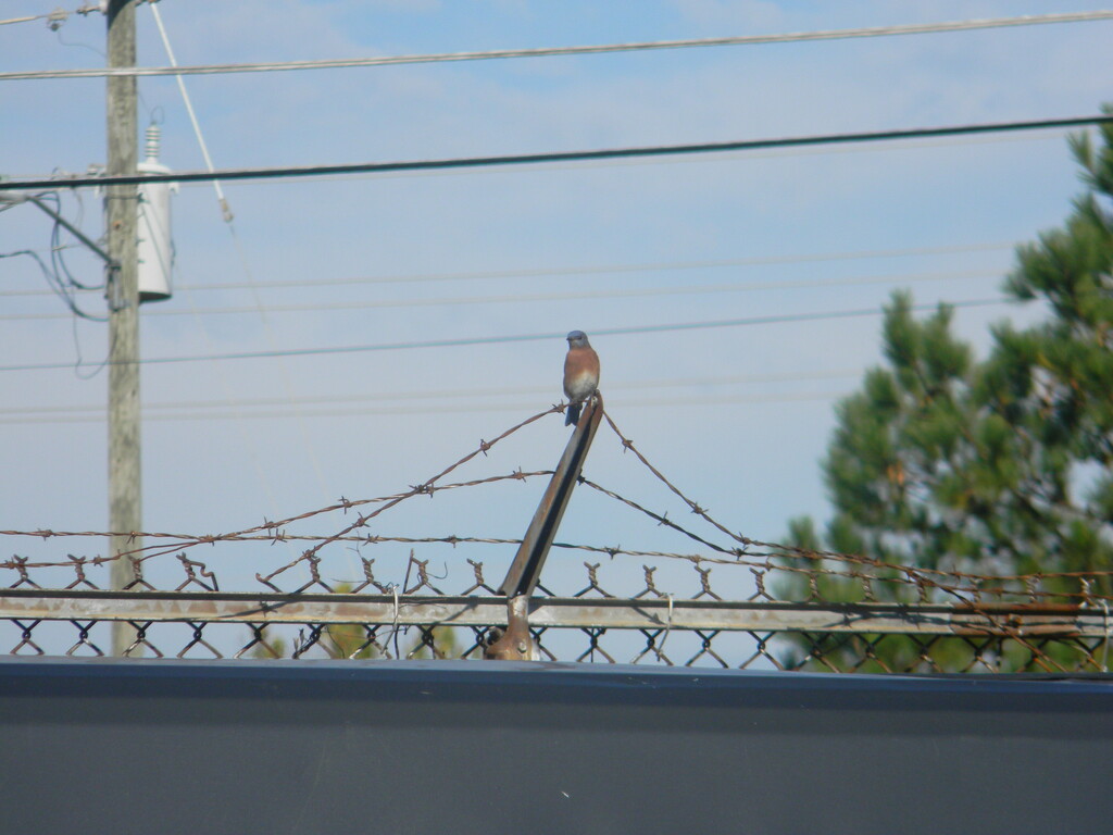 Bluebird Sitting on Fence Wire  by sfeldphotos