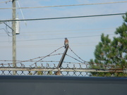 20th Oct 2023 - Bluebird Sitting on Fence Wire 