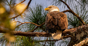 20th Oct 2023 - One More Eagle Shot From Last Night!