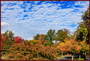 20th Oct 2023 - Fall Foliage, Sky and Clouds
