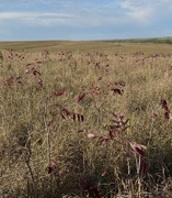 10th Oct 2023 - at the Tallgrass Prairie Nature Preserve