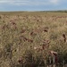 at the Tallgrass Prairie Nature Preserve by mcsiegle