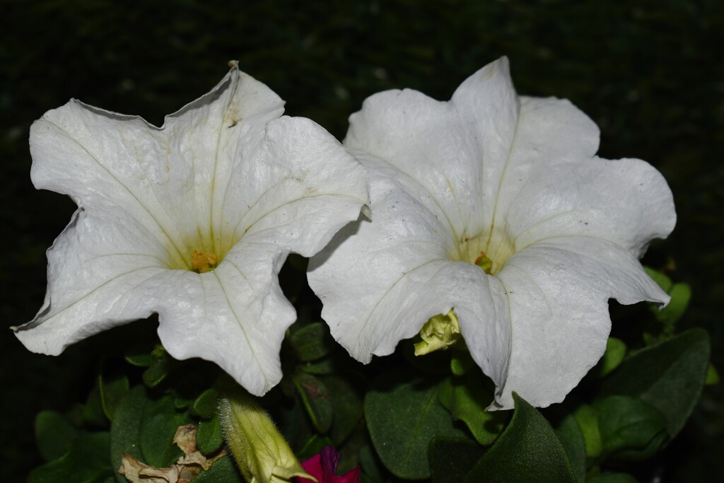 10 19 White Petunia by sandlily
