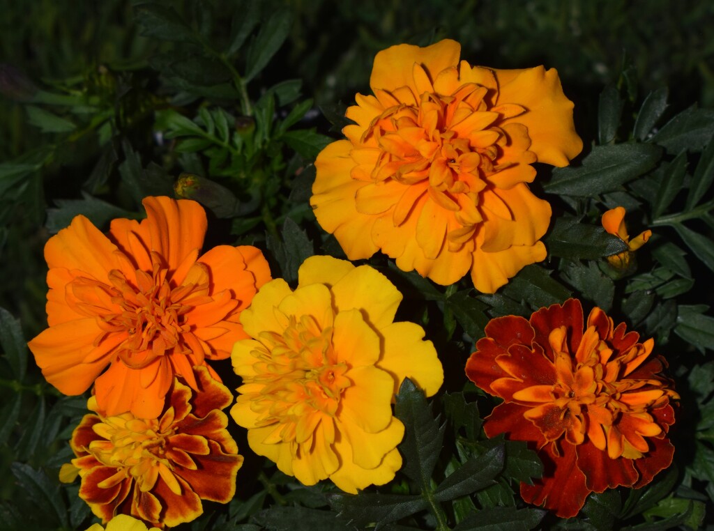 10 19 Mixed Marigolds by sandlily