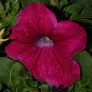 19th Oct 2023 - 10 19 Dark Pink Petunia