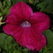 10 19 Dark Pink Petunia by sandlily