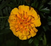 19th Oct 2023 - 10 19 Marigold