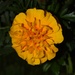 10 19 Marigold by sandlily