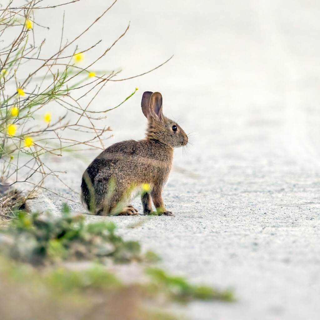 Brush Rabbit by nicoleweg