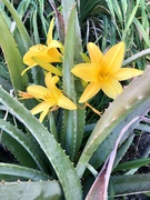 20th Oct 2023 - Day lilies and Aloe
