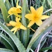 Day lilies and Aloe